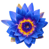 Organic Egyptian Blue Lotus Oil