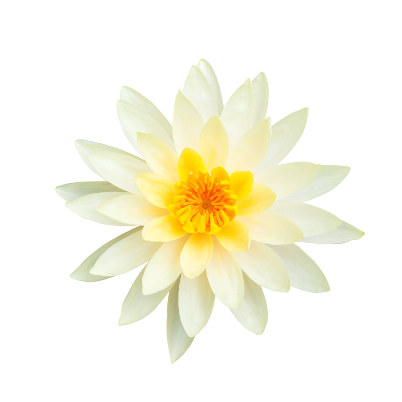 egyptian white water lily Organic Egyptian White Lotus Oil – Lalita
