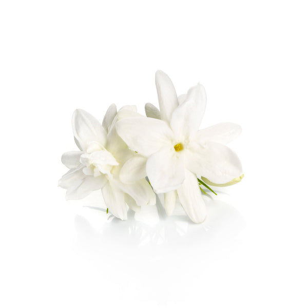 Jasmine Flower.  Lalita pure Egyptian Jasmine Oil.